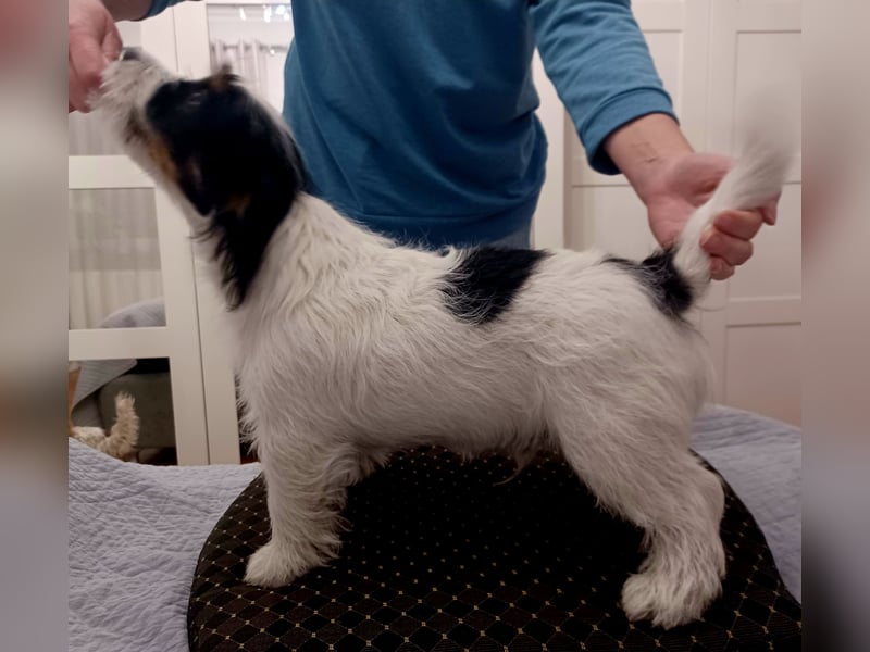 Ultra Quality Zucht von Jack Russell Terrier ZKwP FCI