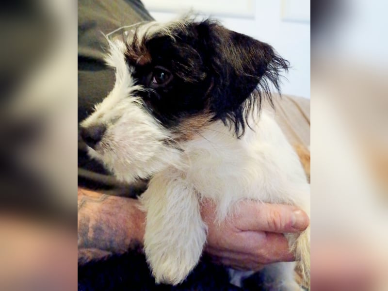 Ultra Quality Zucht von Jack Russell Terrier ZKwP FCI
