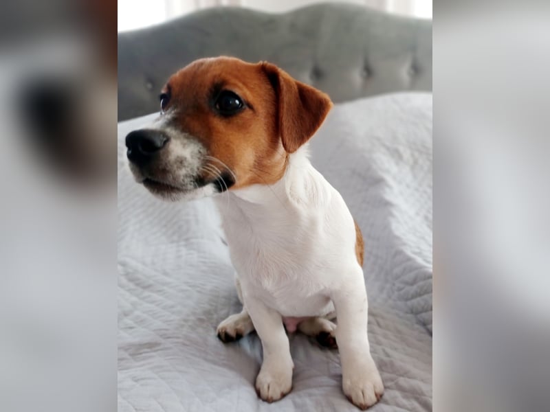 Ultra Quality Zucht von Jack Russell Terrier ZKwP FCI