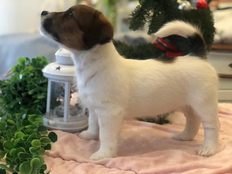 Ultra Quality Zucht von Jack Russell Terrier ZKwP FCI