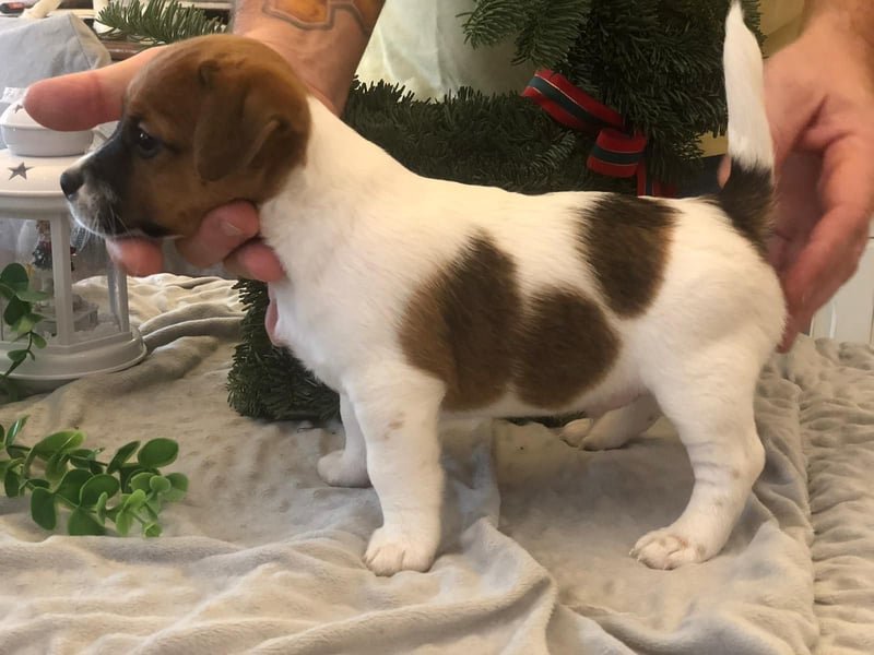 Ultra Quality Zucht von Jack Russell Terrier ZKwP FCI