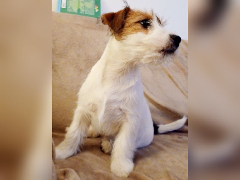 Ultra Quality Zucht von Jack Russell Terrier ZKwP FCI