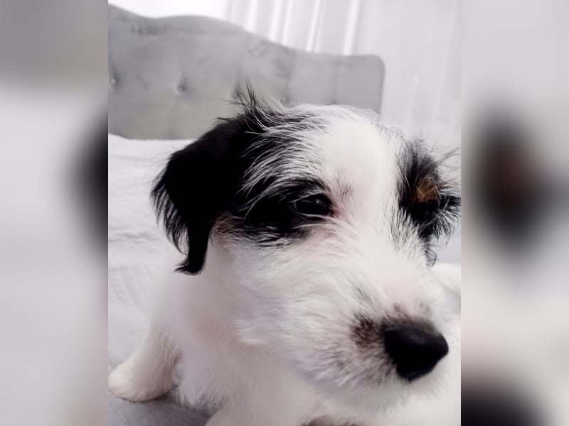 Ultra Quality Zucht von Jack Russell Terrier ZKwP FCI