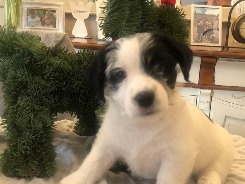 Ultra Quality Zucht von Jack Russell Terrier ZKwP FCI