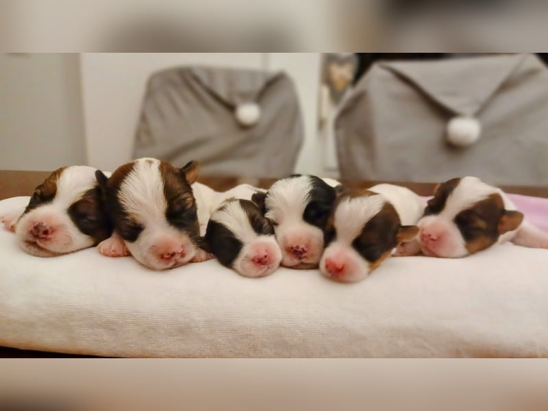 Ultra Quality Zucht von Jack Russell Terrier ZKwP FCI