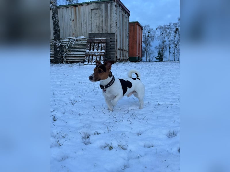 Jack Russell Terrier Deckrüde mit Papieren – tricolour, 3 Jahre