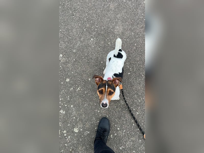 Jack Russell Terrier Deckrüde mit Papieren – tricolour, 3 Jahre