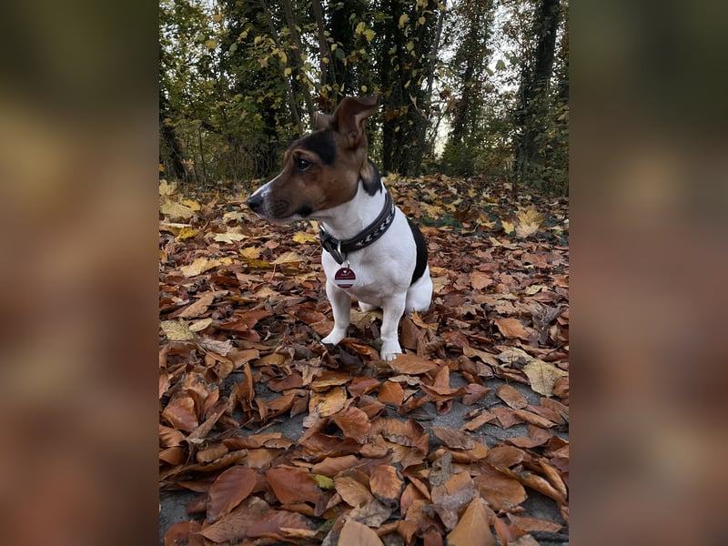 Jack Russell Terrier Deckrüde mit Papieren – tricolour, 3 Jahre