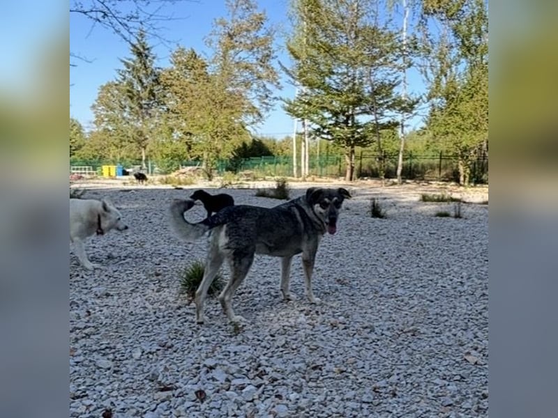 Niko ein Engel auf Erden