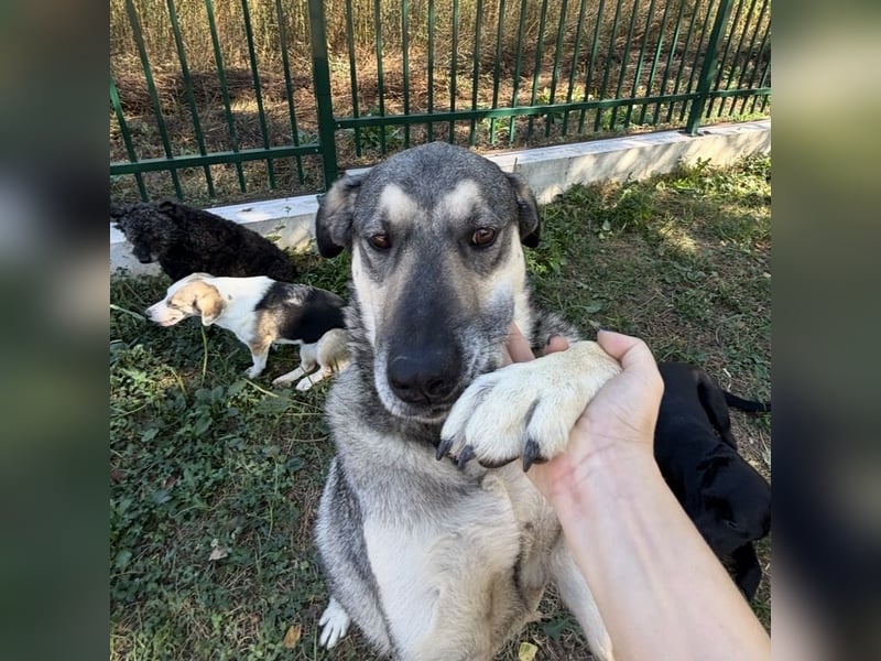 Niko ein Engel auf Erden