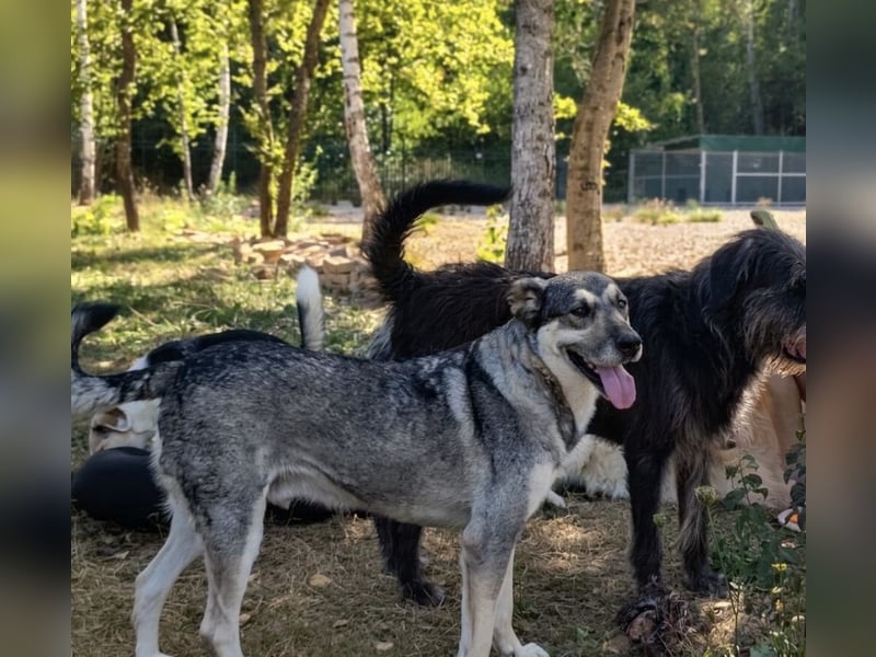 Niko ein Engel auf Erden