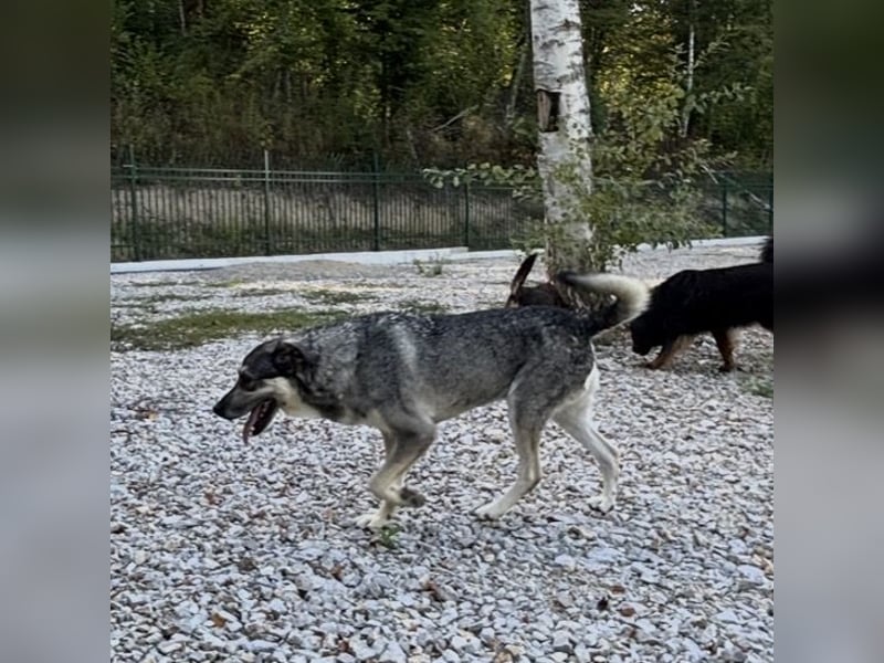 Niko ein Engel auf Erden