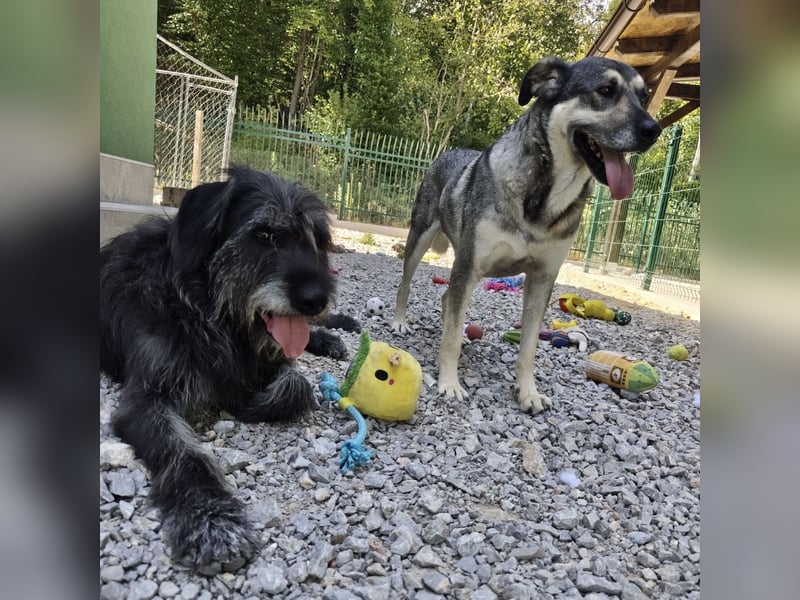Niko ein Engel auf Erden