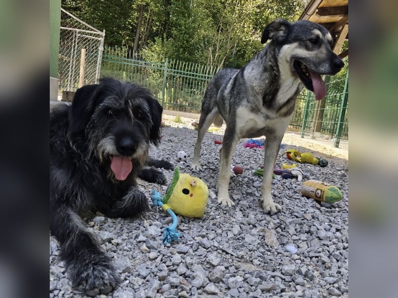 Niko ein Engel auf Erden
