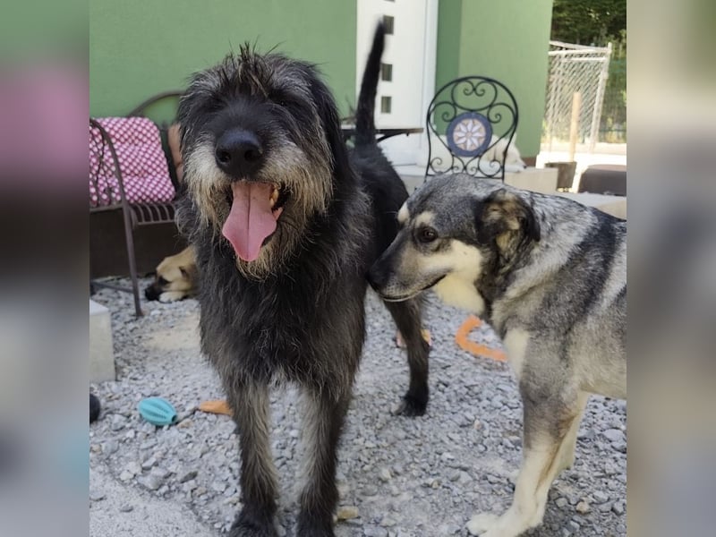 Niko ein Engel auf Erden