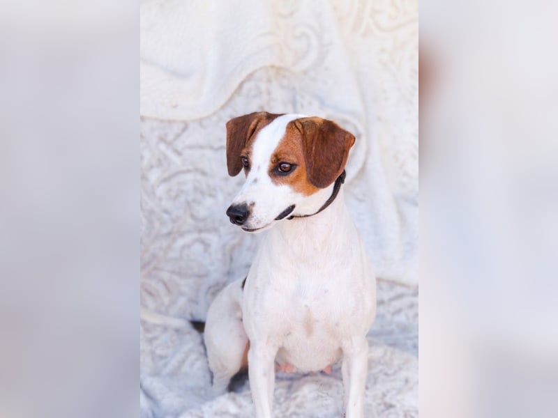 Jessi - Aktive Kuschelmaus sucht Menschen für gemeinsame Abenteuer