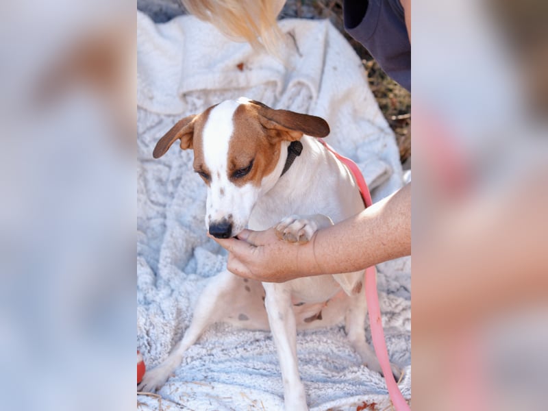 Jessi - Aktive Kuschelmaus sucht Menschen für gemeinsame Abenteuer