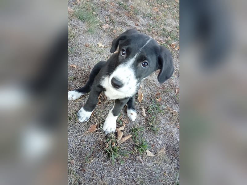 Niedlicher Jack
