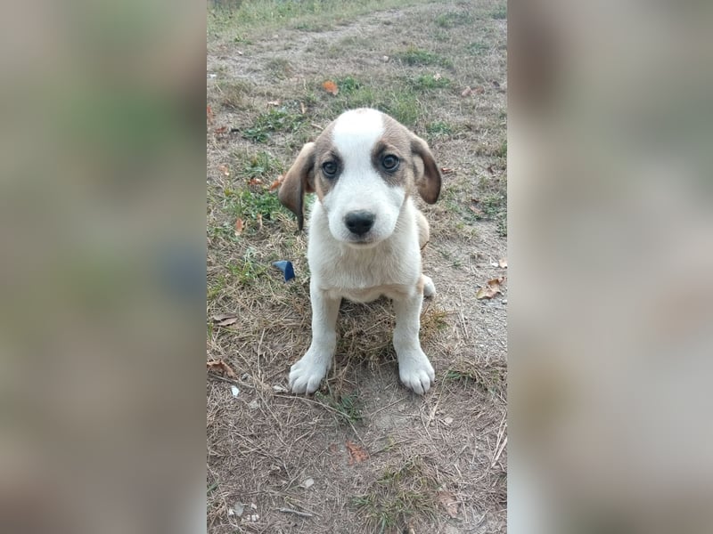 Bezaubernde Loona
