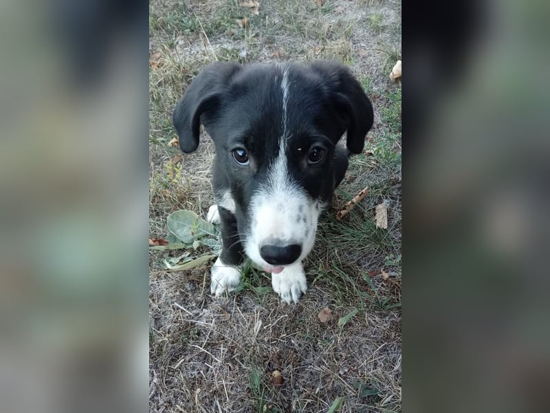 Niedlicher Jack
