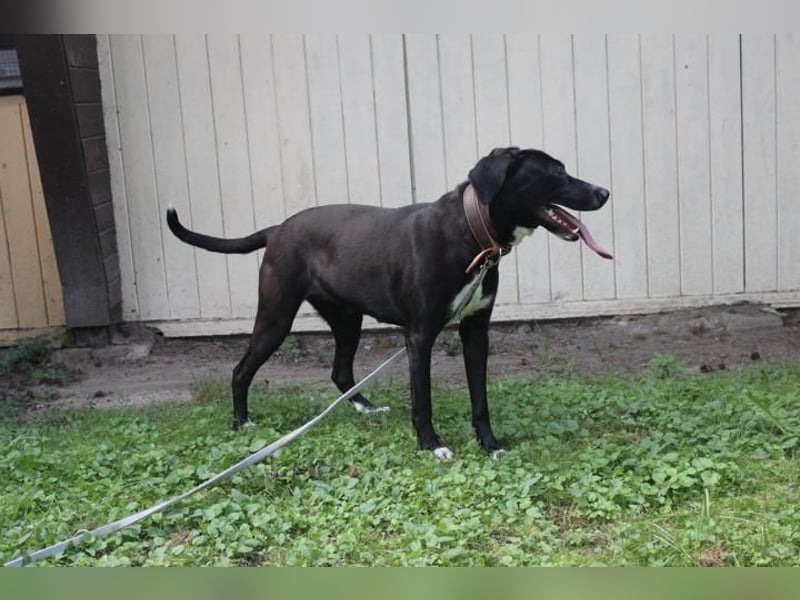 Dina, Jagdhund-Labrador-Mix, geb. 2024, eine aktive und energiegeladene Hündin