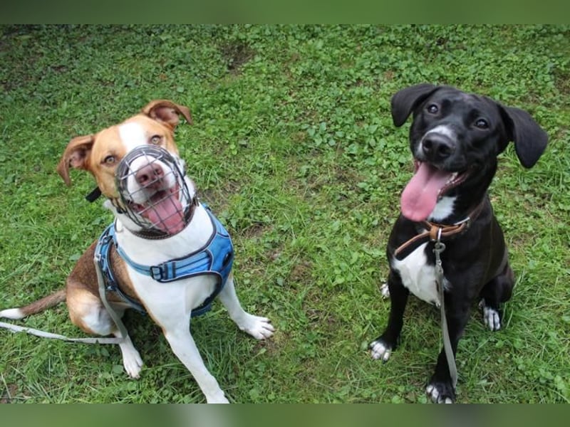 Dina, Jagdhund-Labrador-Mix, geb. 2024, eine aktive und energiegeladene Hündin