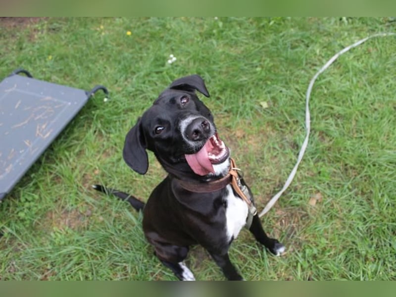 Dina, Jagdhund-Labrador-Mix, geb. 2024, eine aktive und energiegeladene Hündin