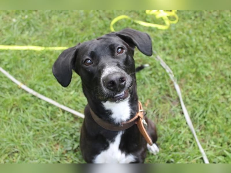 Dina, Jagdhund-Labrador-Mix, geb. 2024, eine aktive und energiegeladene Hündin