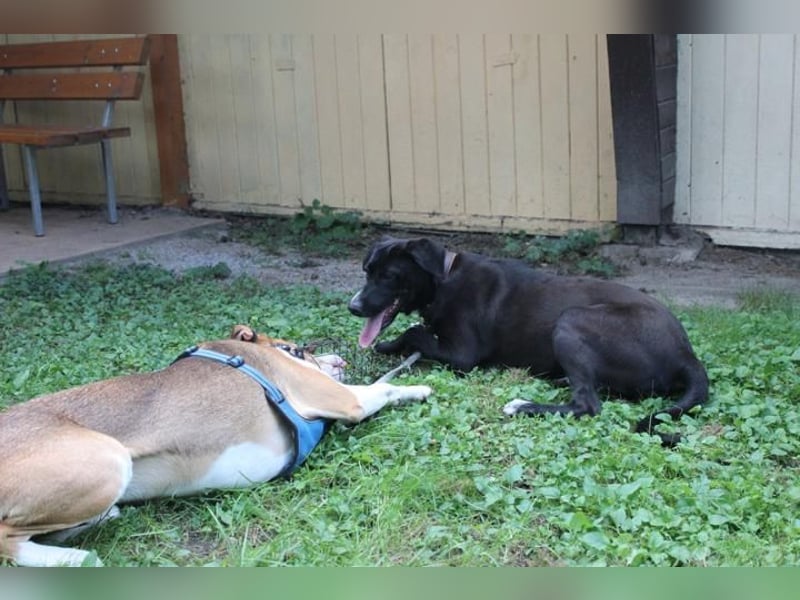 Dina, Jagdhund-Labrador-Mix, geb. 2024, eine aktive und energiegeladene Hündin