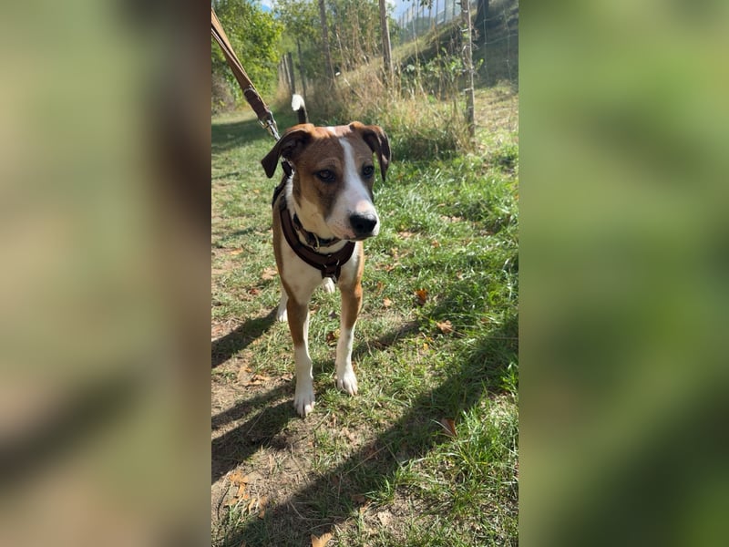 Fredo - Jungrüde sucht seine Für-Immer-Familie