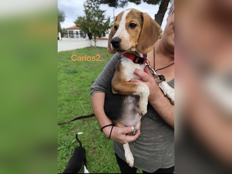 Carlos2 geb. 08/2025 (GRC) - neugieriger und aufgeschlossener Hundejunge!