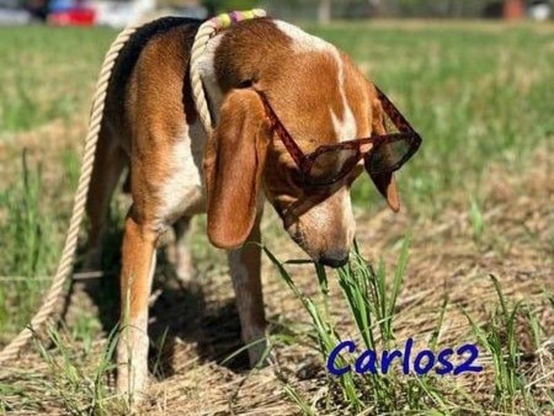 Carlos2 geb. 08/2025 (GRC) - neugieriger und aufgeschlossener Hundejunge!