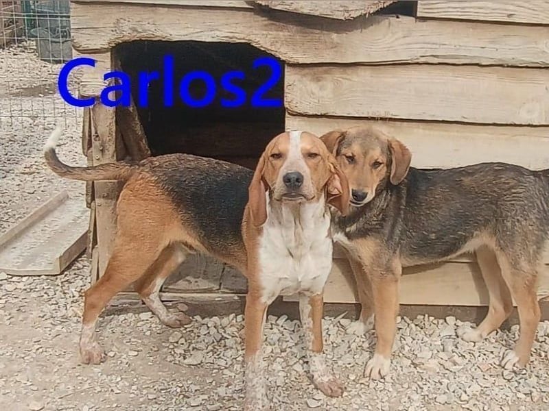 Carlos2 geb. 08/2025 (GRC) - neugieriger und aufgeschlossener Hundejunge!