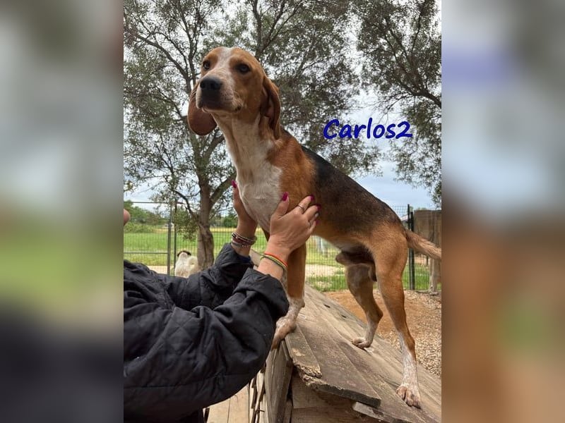 Carlos2 geb. 08/2025 (GRC) - neugieriger und aufgeschlossener Hundejunge!