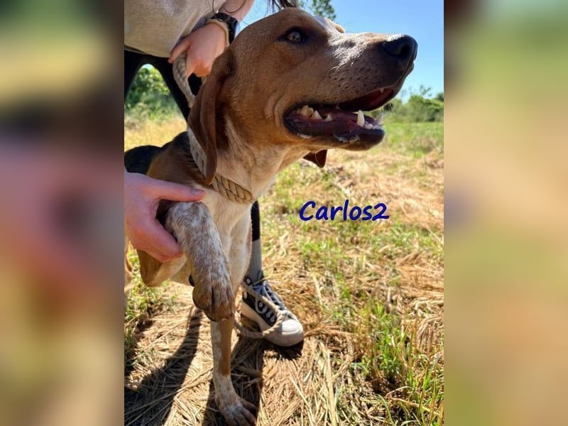 Carlos2 geb. 08/2025 (GRC) - neugieriger und aufgeschlossener Hundejunge!