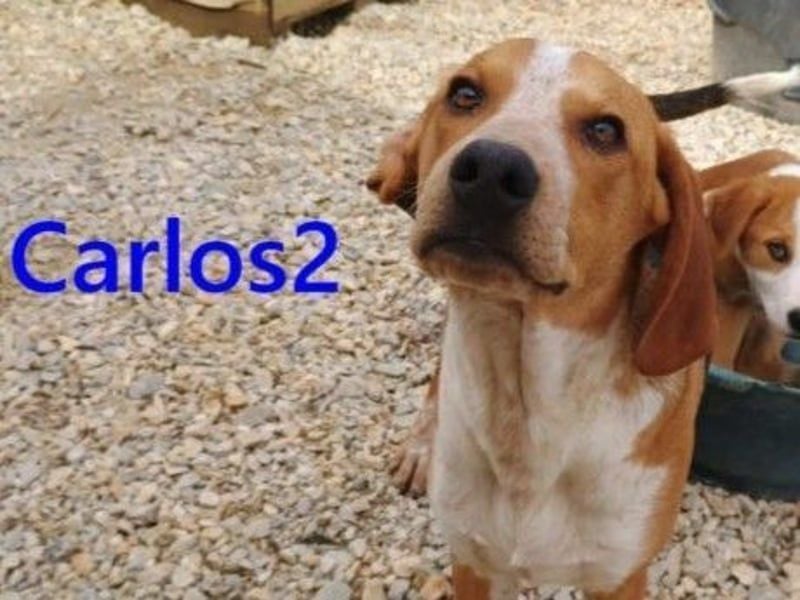 Carlos2 geb. 08/2025 (GRC) - neugieriger und aufgeschlossener Hundejunge!