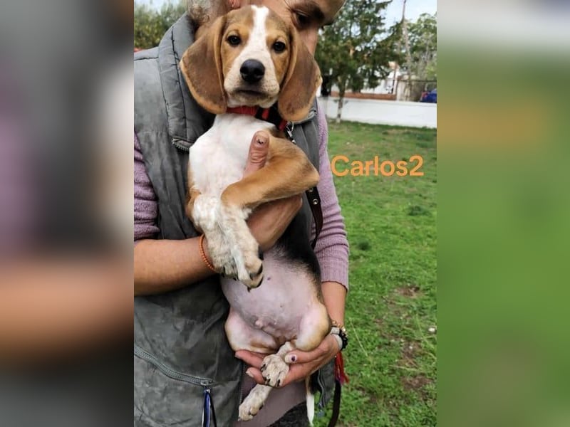 Carlos2 geb. 08/2025 (GRC) - neugieriger und aufgeschlossener Hundejunge!