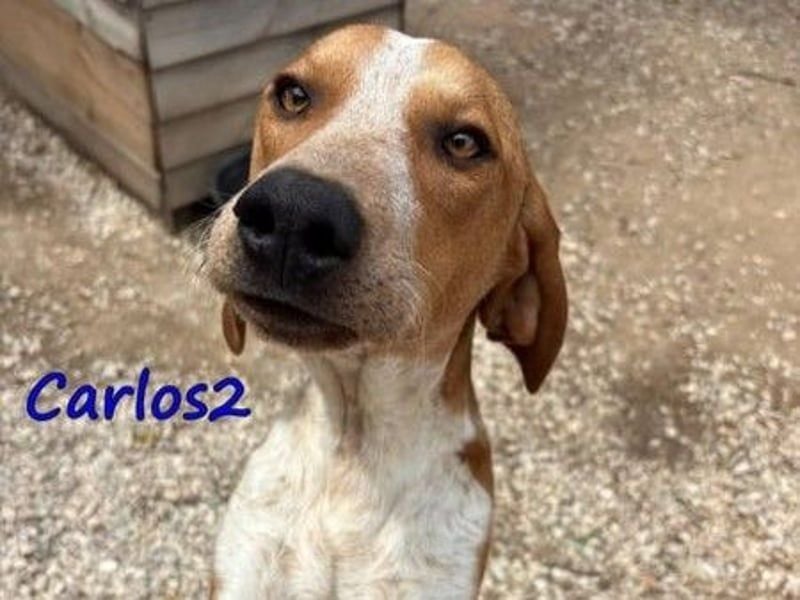 Carlos2 geb. 08/2025 (GRC) - neugieriger und aufgeschlossener Hundejunge!