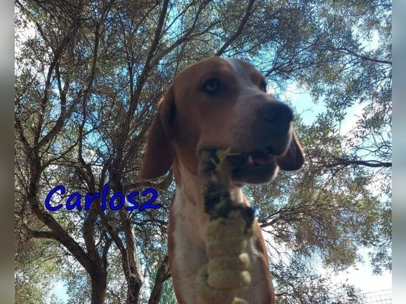 Carlos2 geb. 08/2025 (GRC) - neugieriger und aufgeschlossener Hundejunge!