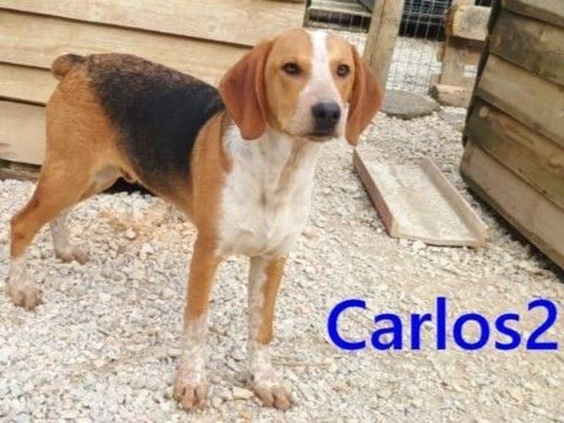 Carlos2 geb. 08/2025 (GRC) - neugieriger und aufgeschlossener Hundejunge!