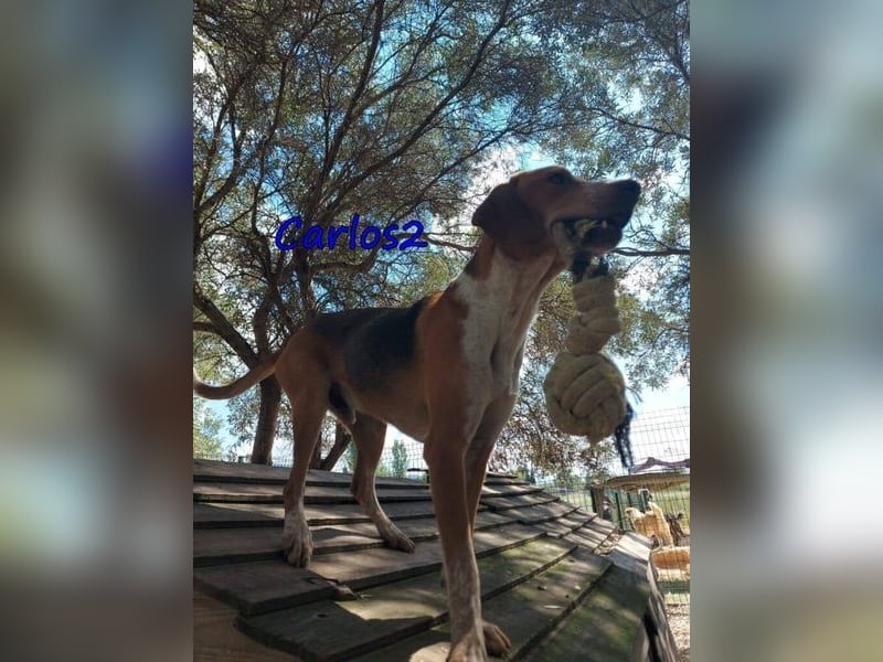 Carlos2 geb. 08/2025 (GRC) - neugieriger und aufgeschlossener Hundejunge!