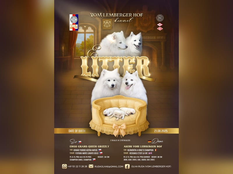 Japan-Spitz Welpen