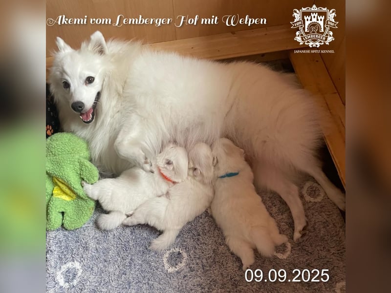 Japan-Spitz Welpen
