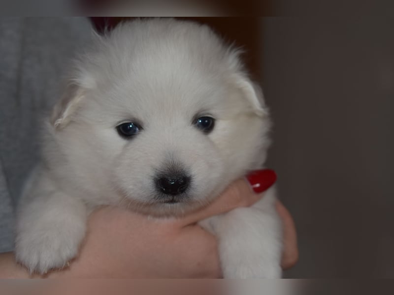 Japan Spitz Welpe