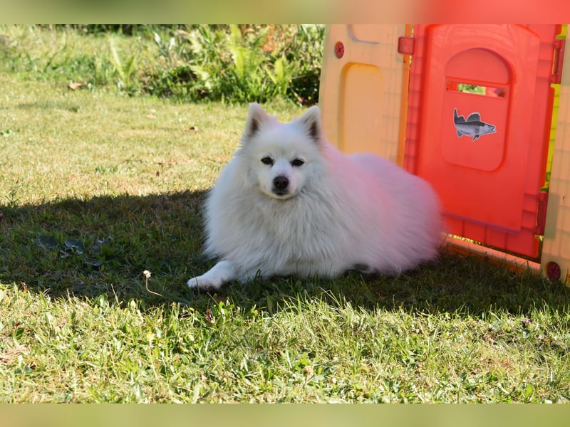 Japan Spitz Welpe