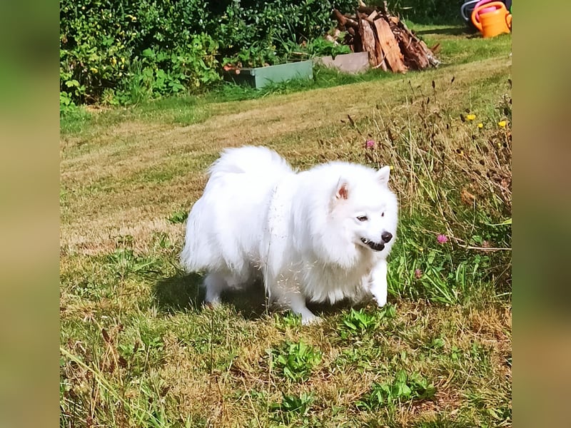Japan Spitz Welpe