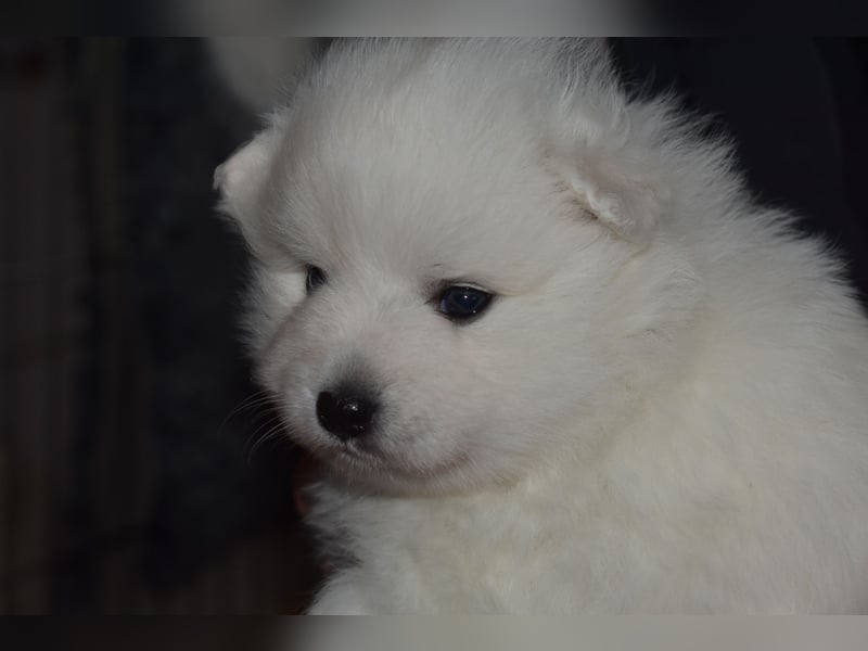 Japan Spitz Welpe