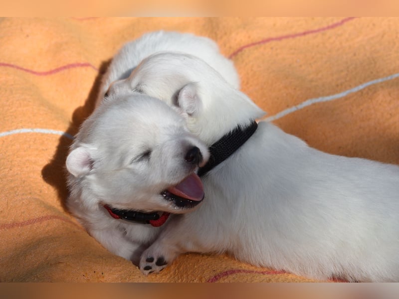 Japan Spitz Welpe
