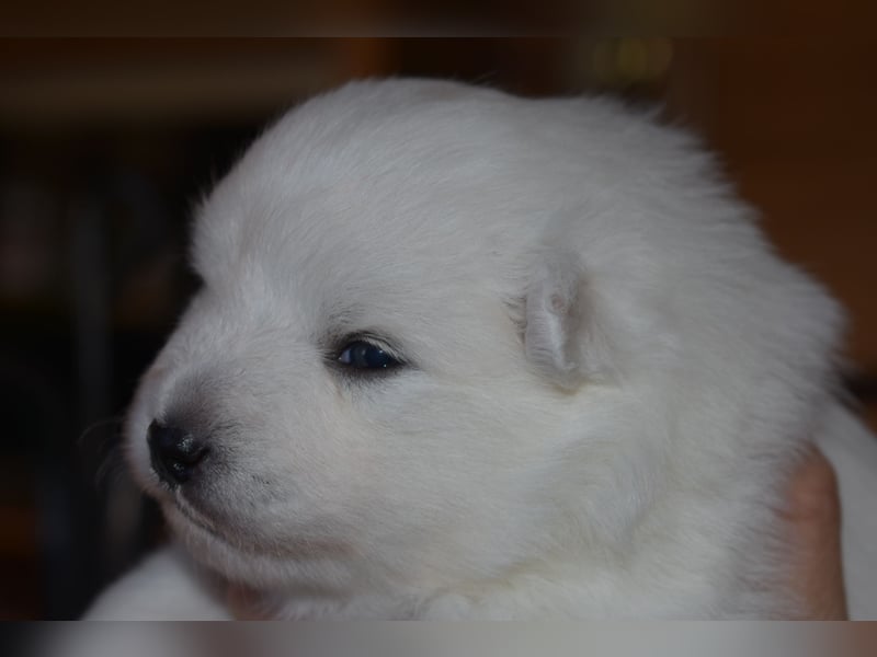 Japan Spitz Welpe