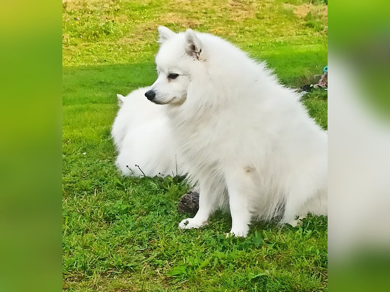 Japan Spitz Welpe